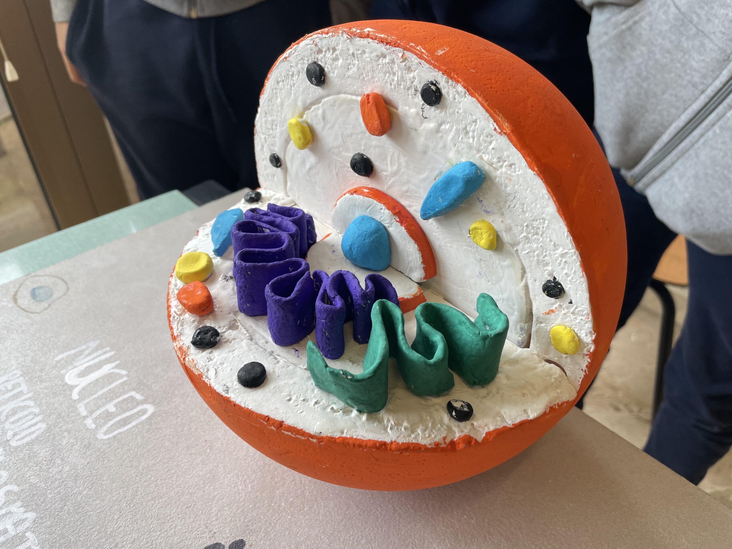 Le cellule della 1C Istituto Asisium Le cellule della 1C Istituto Asisium